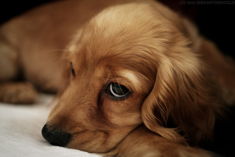 Mundo Canino