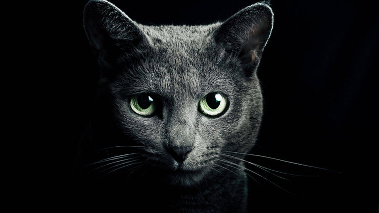 Mundo Felino
